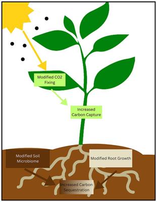 The need for communication between researchers and policymakers for the deployment of bioengineered carbon capture and sequestration crops